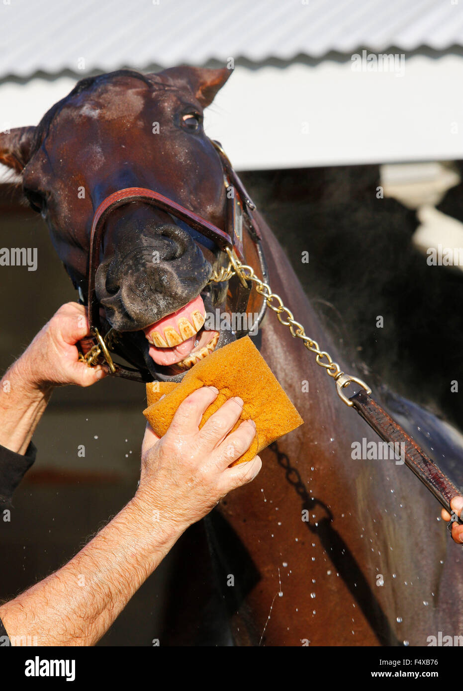 Lexington, KY, Stati Uniti d'America. 23 Ott, 2015. Ottobre 23, 2015: Rullo liscio, addestrati da Victor Garcia e di proprietà di fascino fortunato stabile, iscritto al costitutore's Cup Classic Grado 1 $5.000.000. Candice Chavez/ESW/CSM/Alamy Live News Foto Stock