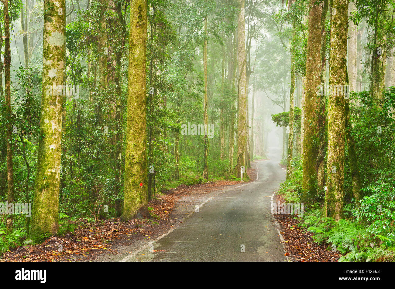 Strada stretta attraverso la fitta foresta pluviale nel Parco Nazionale di Lamington. Foto Stock