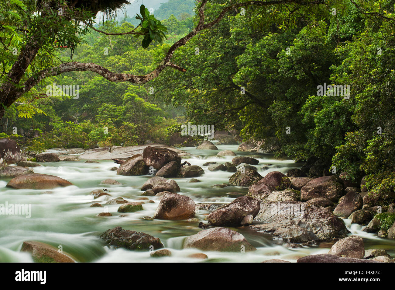 Paesaggio della foresta pluviale di Misty nella Gola di Mossman. Foto Stock
