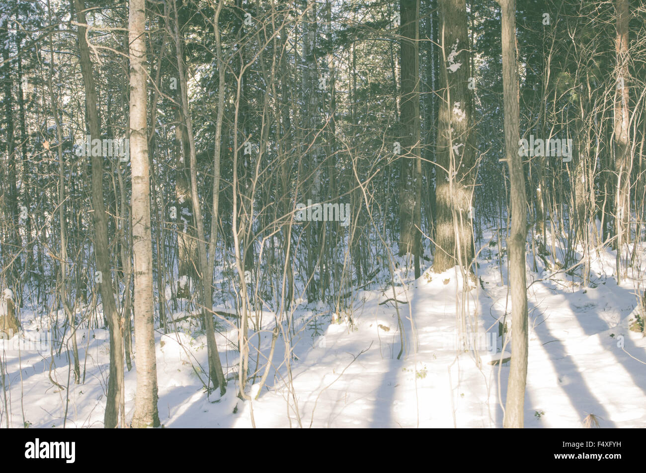 Inverno alberi forestali nella neve Foto Stock