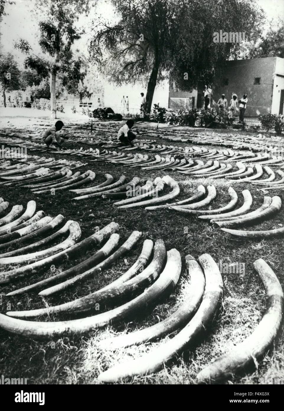 1968 - Avorio fortuna trovata a Port Sudan: presso la porta di sudanesi Sudan, la polizia ha trovato 11,9 tono di avorio, che è un valore di circa un milione di dollari. Essi erano già imballato per la spedizione all'estero, ma questa volta il amugglars perso.per quelle 2362 elefante tuaka posati fuori su un prato 1,181 elefanti doveva morire. Più tardi l'avorio sarà venduto al capitale sudanese di Khartum. © Keystone Pictures USA/ZUMAPRESS.com/Alamy Live News Foto Stock