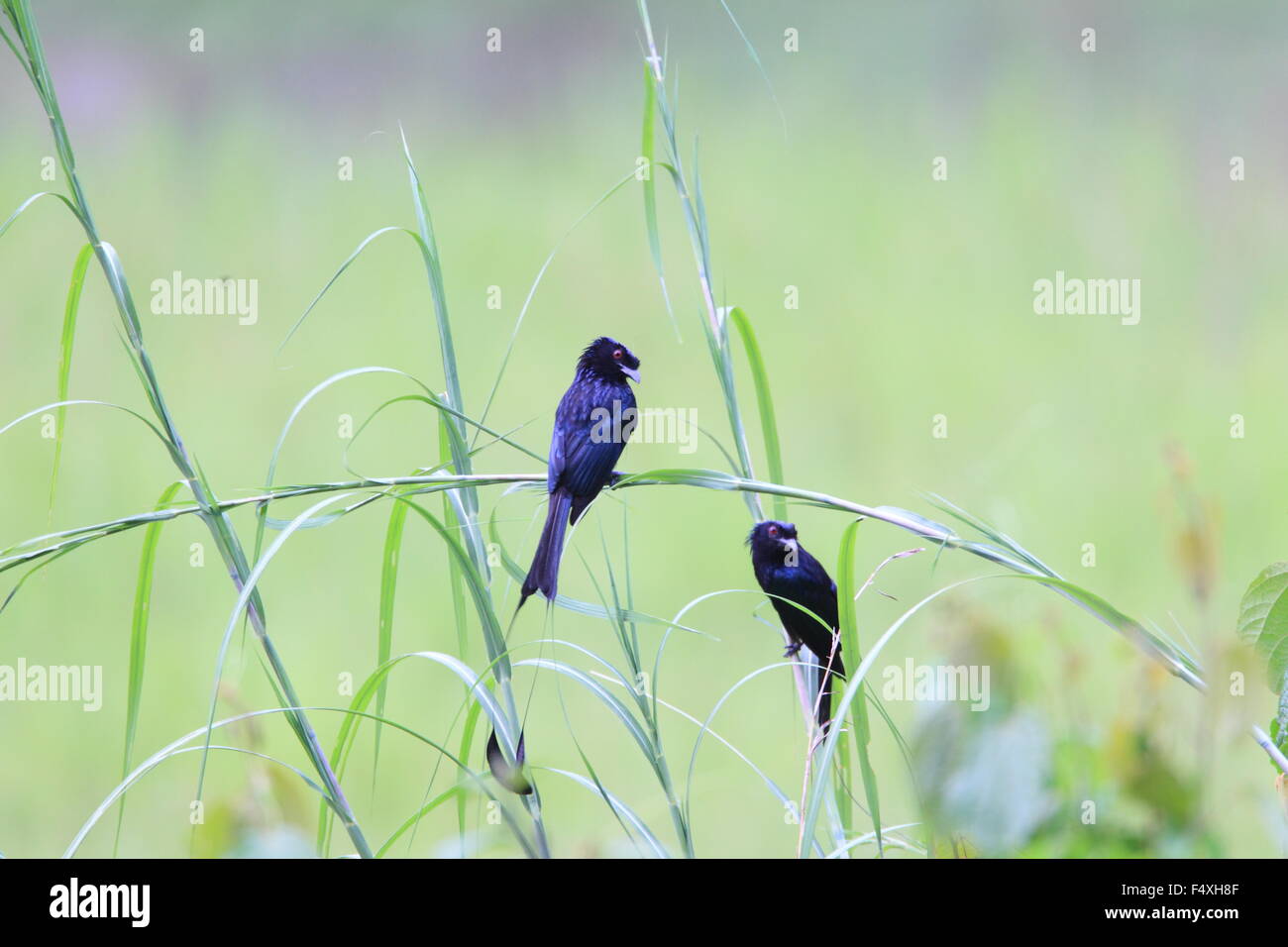 Maggiore racket-tailed drongo (Dicrurus paradiseus) in Malesia Foto Stock