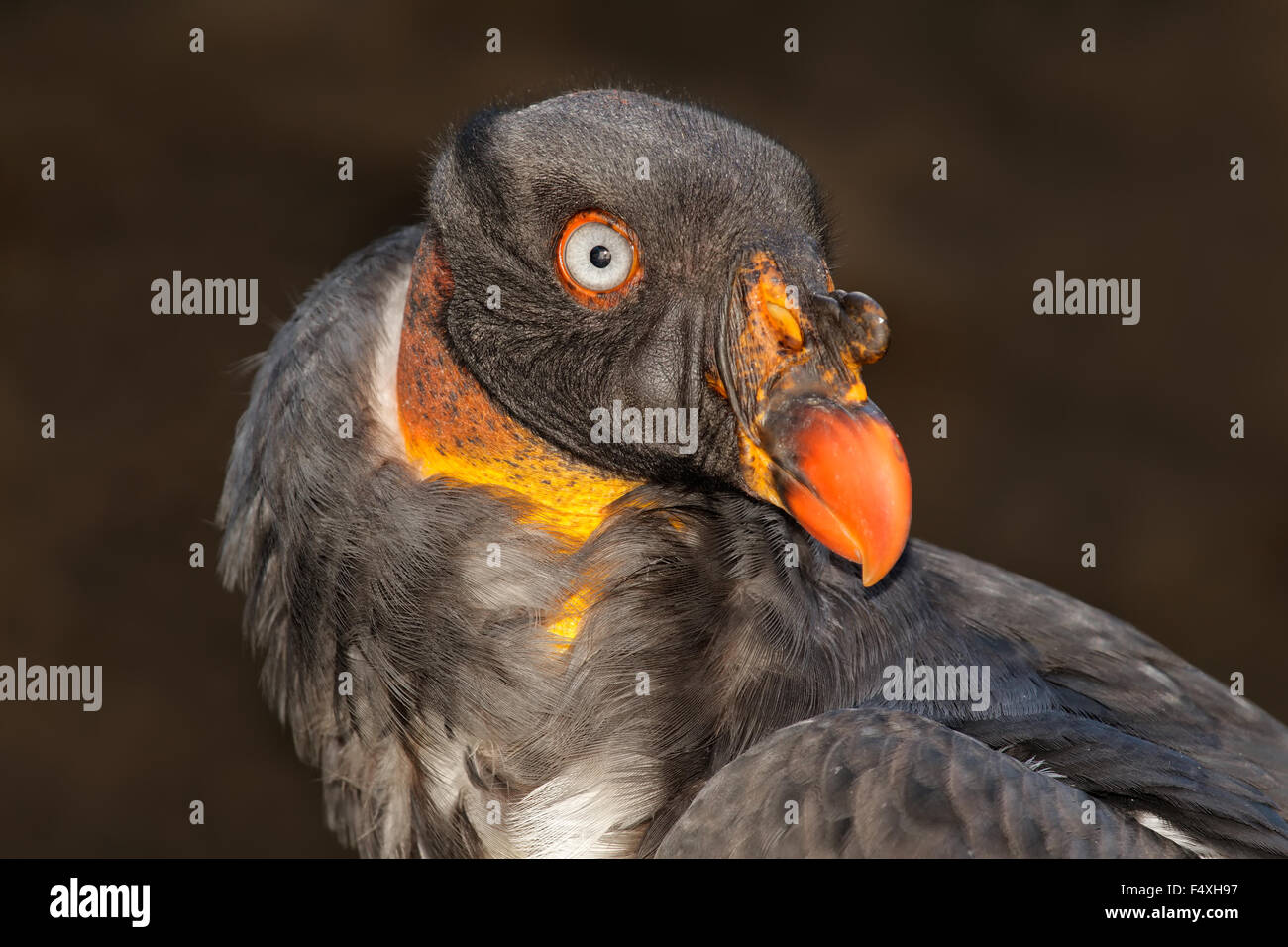 Ritratto di un American king vulture (Sarcoramphus papa) Foto Stock