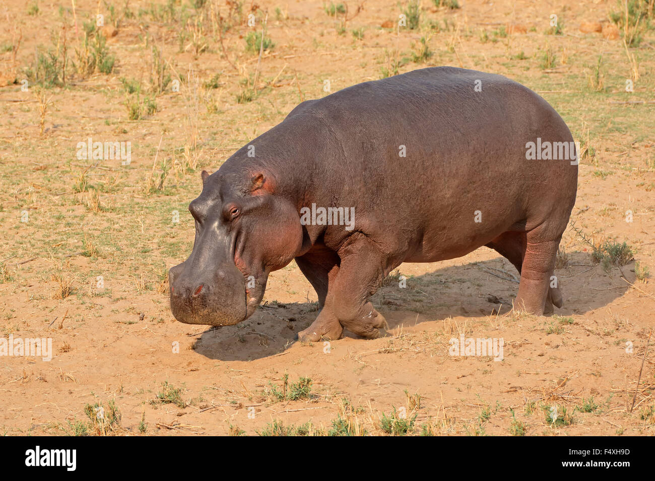A Ippona (Hippopotamus amphibius) sulla terra, Kruger National Park, Sud Africa Foto Stock