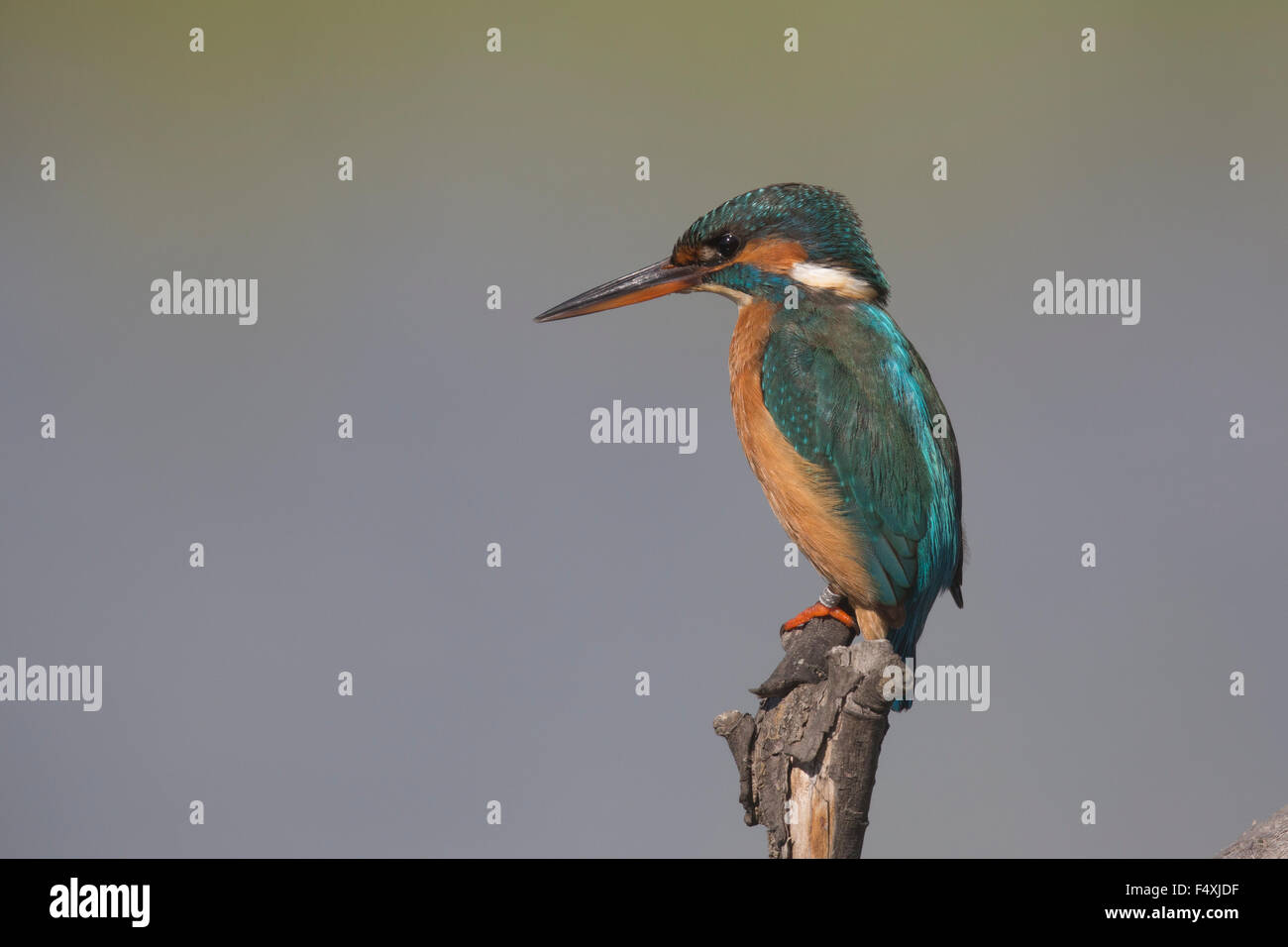 Kingfisher in Andalusia Foto Stock