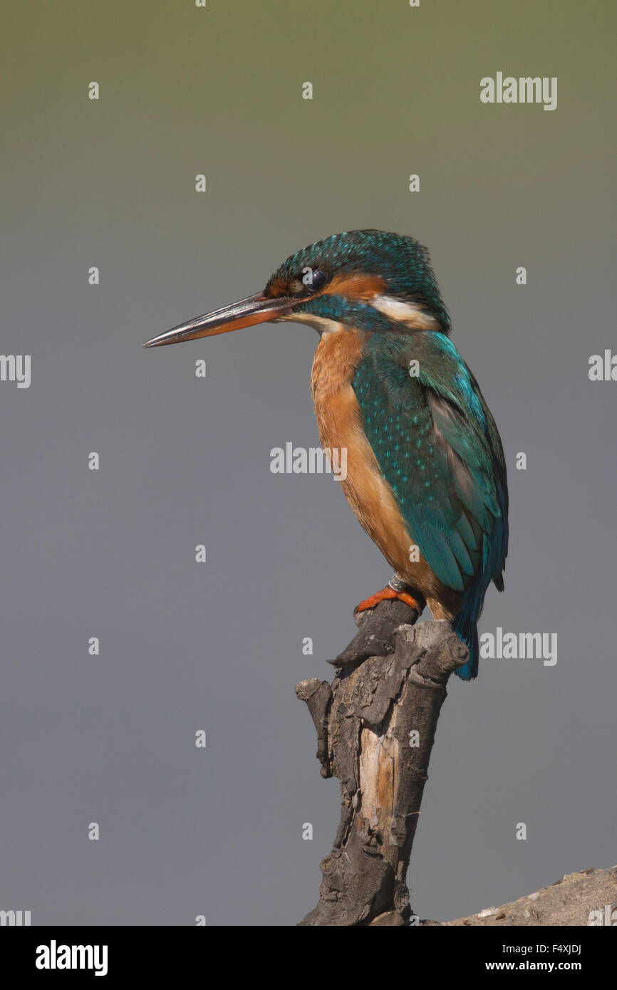 Kingfisher in Andalusia Foto Stock