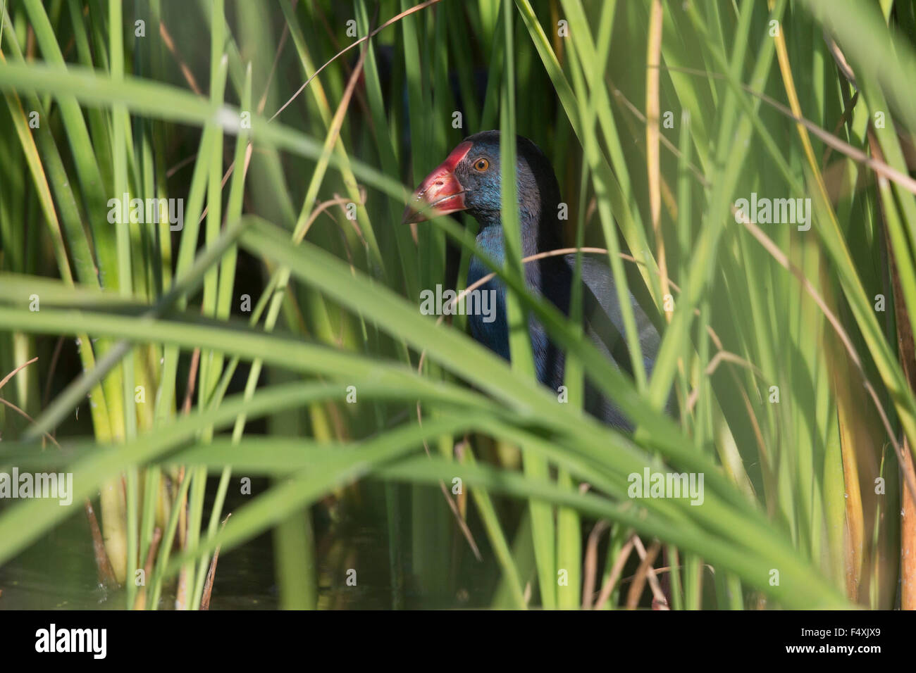 Purple Swamp-hen in Andalusia Foto Stock