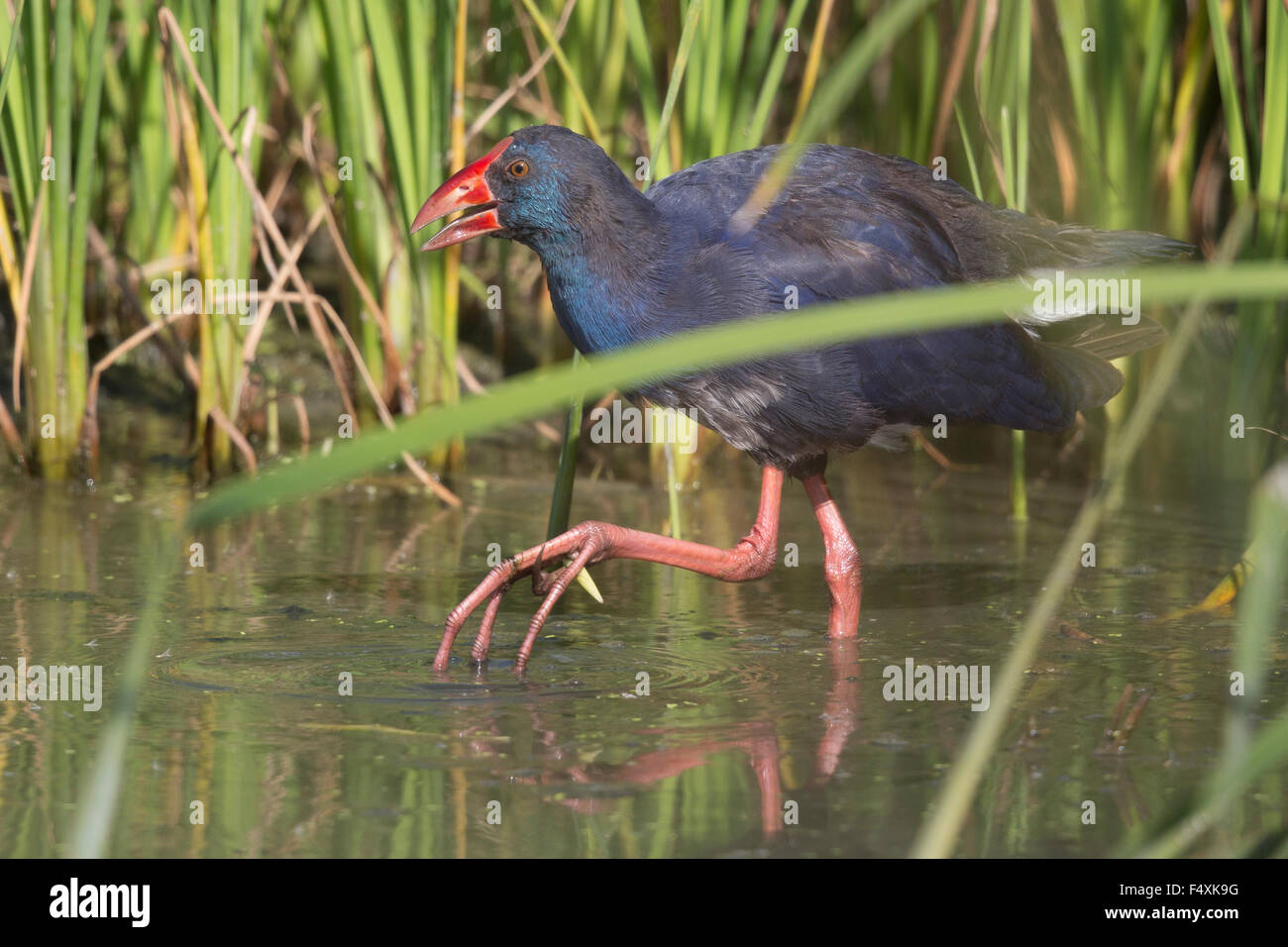 Purple Swamp-hen in Andalusia Foto Stock