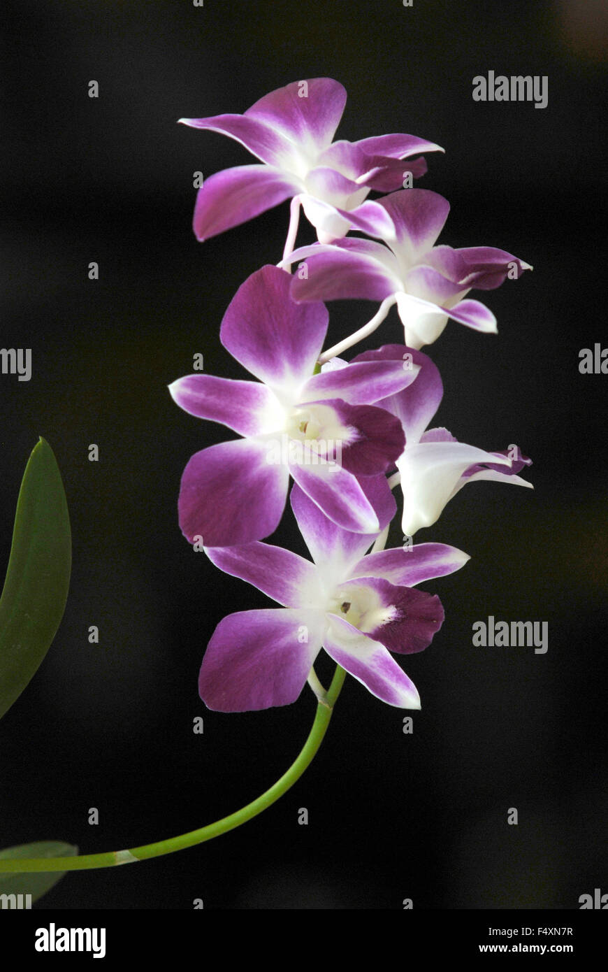 Violet butterfly orchid contro uno sfondo scuro Foto Stock