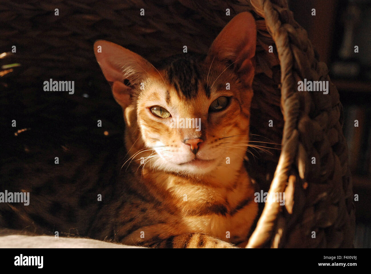 Gatto bengala Leon rilassante sole e ombra profilo felina in vimini torre gatto cestello a Londra in Inghilterra Foto Stock