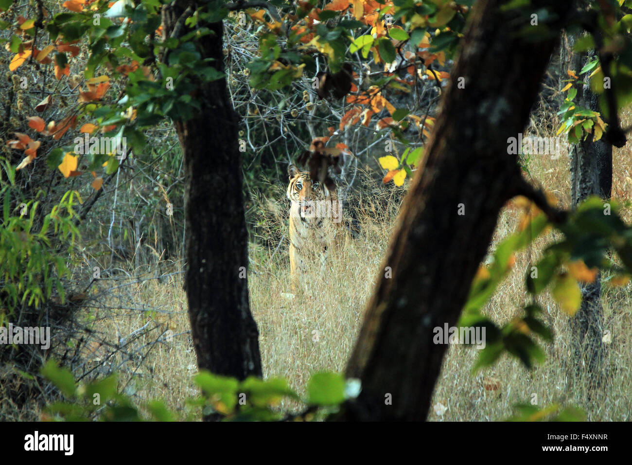 Tigre del Bengala (Panthera Tigris Tigris) di vegetazione, guardando nella telecamera. Bandhavgarh, India Foto Stock