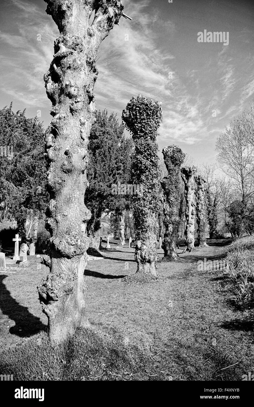 Alberi con rami tagliati nel sagrato della chiesa al di fuori di una chiesa di San Giovanni Battista nella piccola cittadina di Burford, Oxfordshire Foto Stock