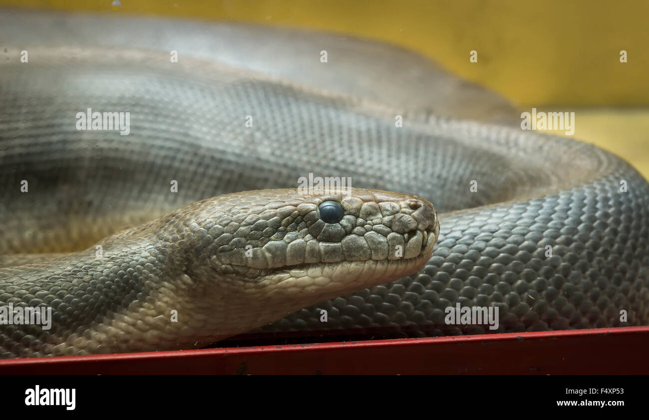 Python nel terrarium Foto Stock