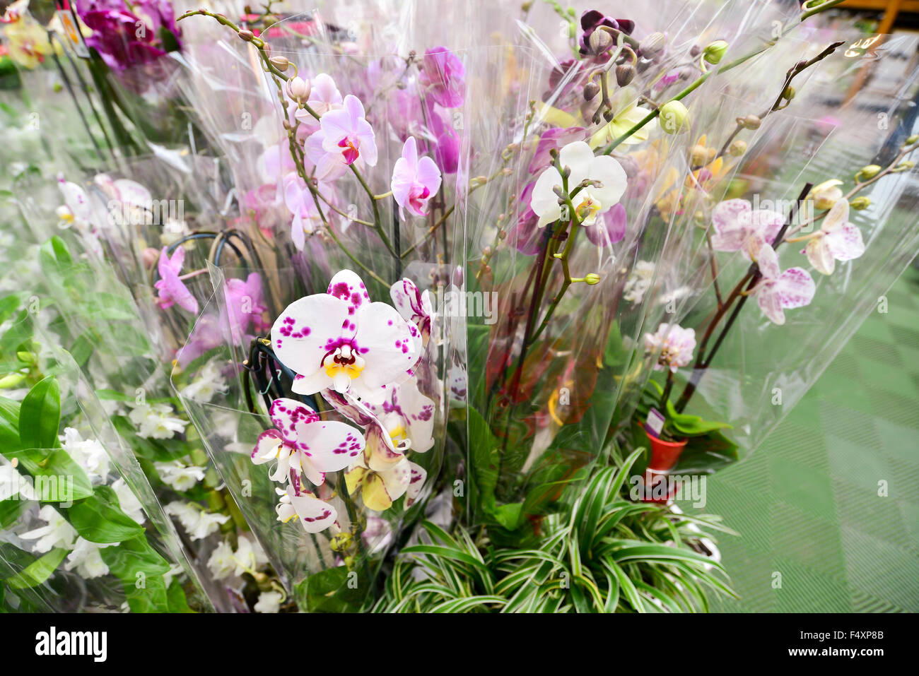 Molte belle grandi orchid in negozio Foto Stock