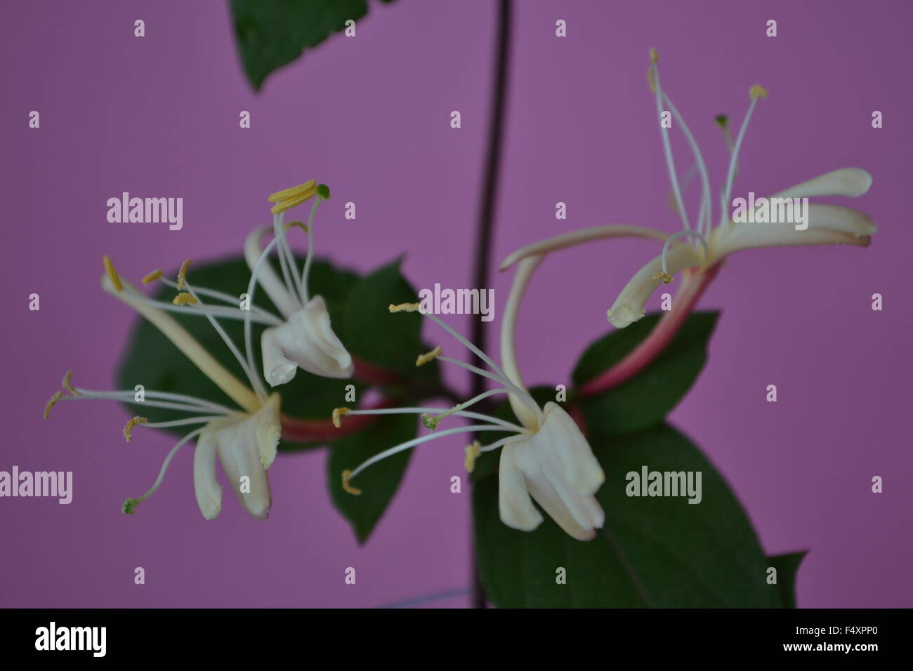 Caprifoglio,Ivy,fiori,fiori profumati,fragrante,fragrante, delicato fiore,la pace,l'amore,natura,giardino,fiore, giardino, Edera Foto Stock