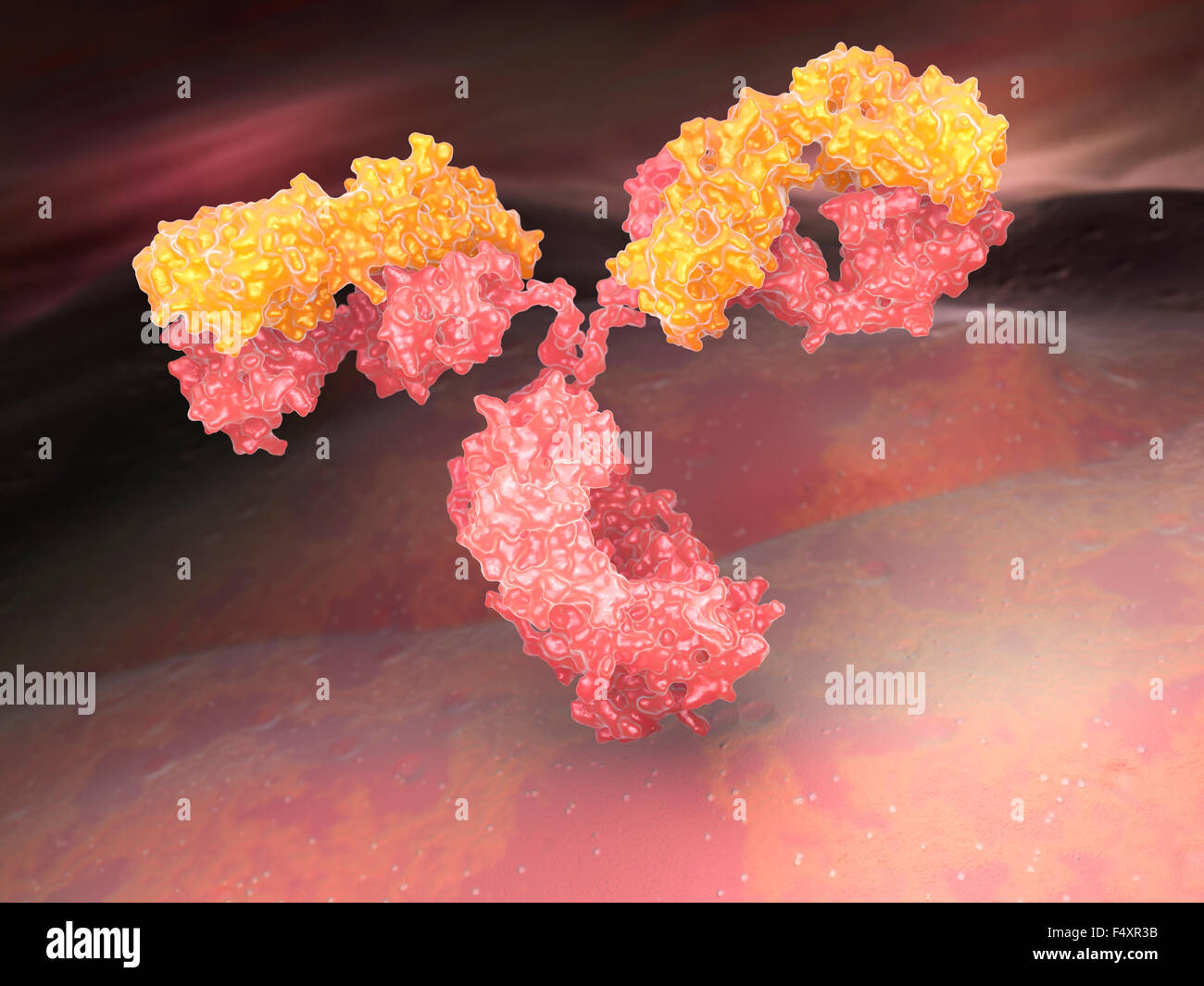 Anticorpo umano () di immunoglobulina Foto Stock
