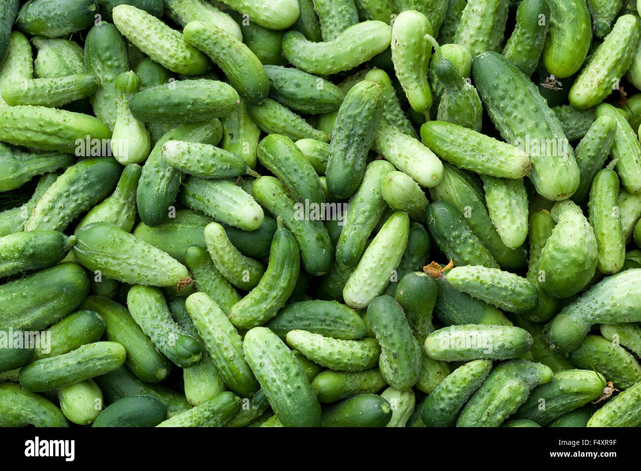 Un sacco di giovani cetrioli come sfondo Foto Stock