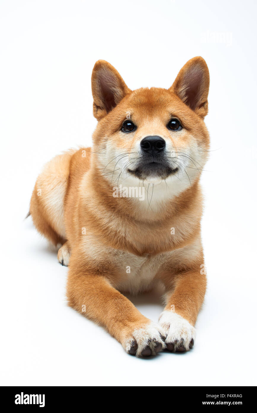 Qute e adorabile Shiba Inu cucciolo puro su sfondo bianco Foto Stock