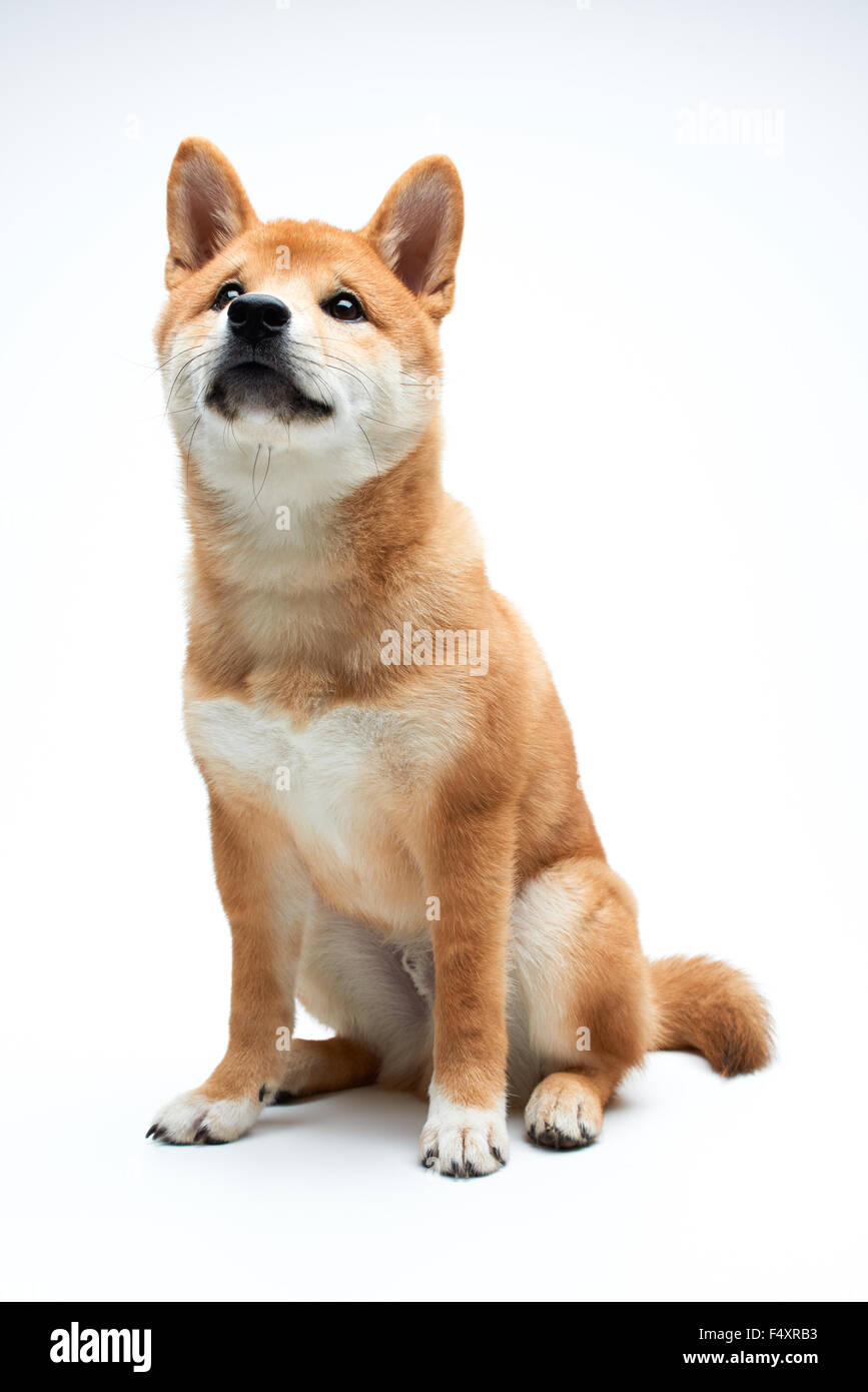 Qute e adorabile Shiba Inu cucciolo puro su sfondo bianco Foto Stock