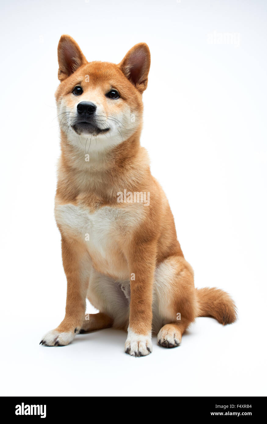 Qute e adorabile Shiba Inu cucciolo puro su sfondo bianco Foto Stock