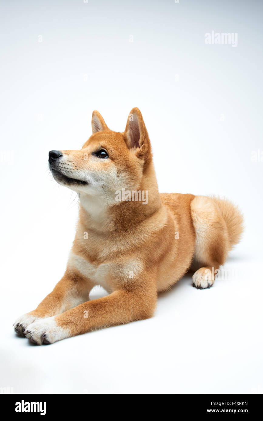 Qute e adorabile Shiba Inu cucciolo puro su sfondo bianco Foto Stock