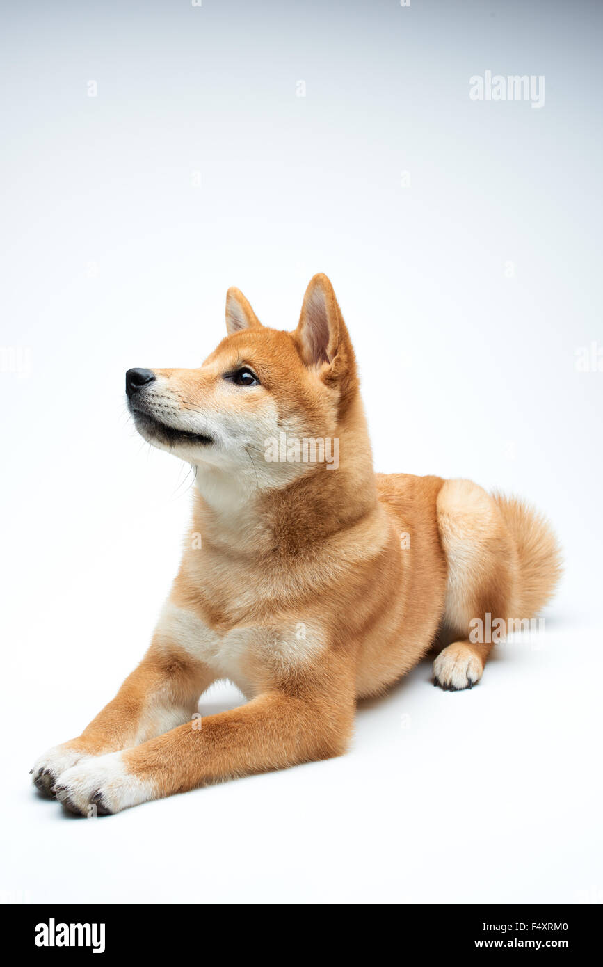 Qute e adorabile Shiba Inu cucciolo puro su sfondo bianco Foto Stock