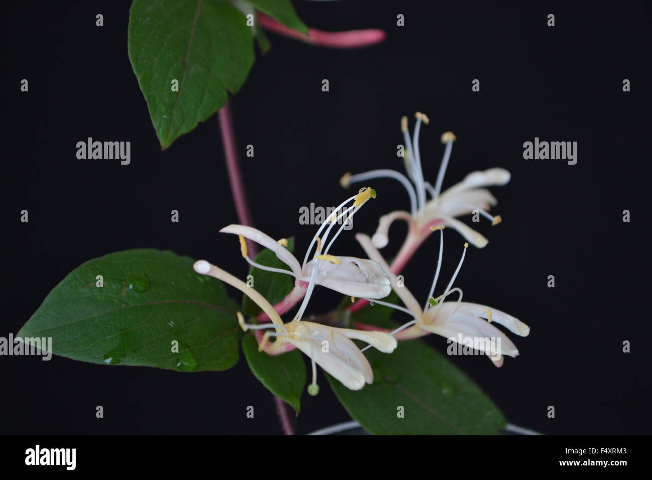 Caprifoglio,Ivy,fiori,fiori profumati,fragrante,fragrante, delicato fiore,la pace,l'amore,natura,giardino,fiore, giardino, Edera Foto Stock