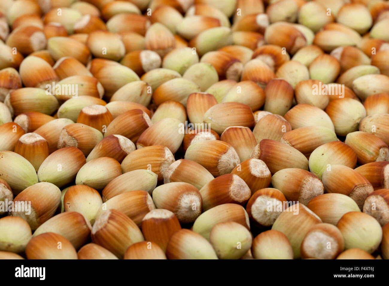 Nocciole fresche in breve come sfondo Foto Stock