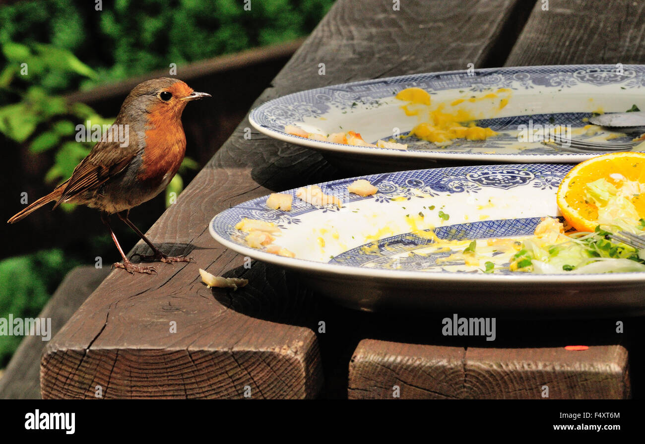 Un amichevole robin prendendo gli scarti di cibo da piastre su un tavolo da picnic. Foto Stock