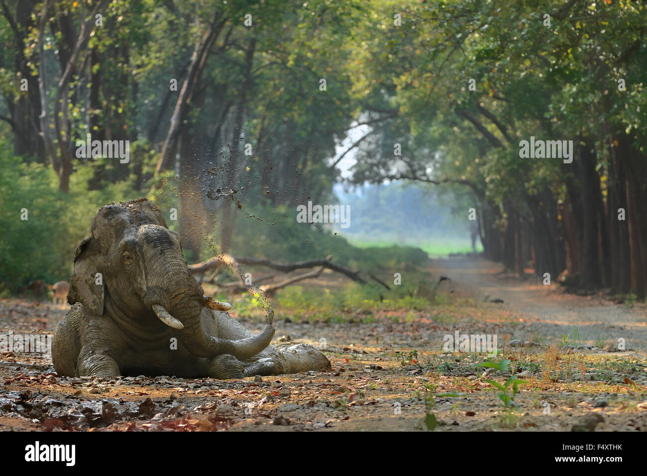 Elefante Splash acqua ! Più raro momento catturato nel parco di cittadino di Corbett, India. Foto Stock