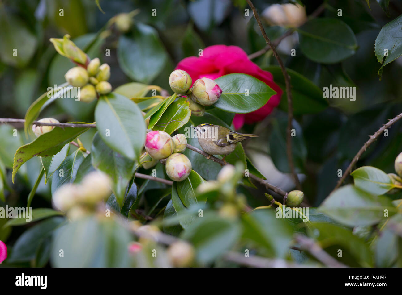 Goldcrest; Regulus regulus singolo in camellia bush Cornwall, Regno Unito Foto Stock