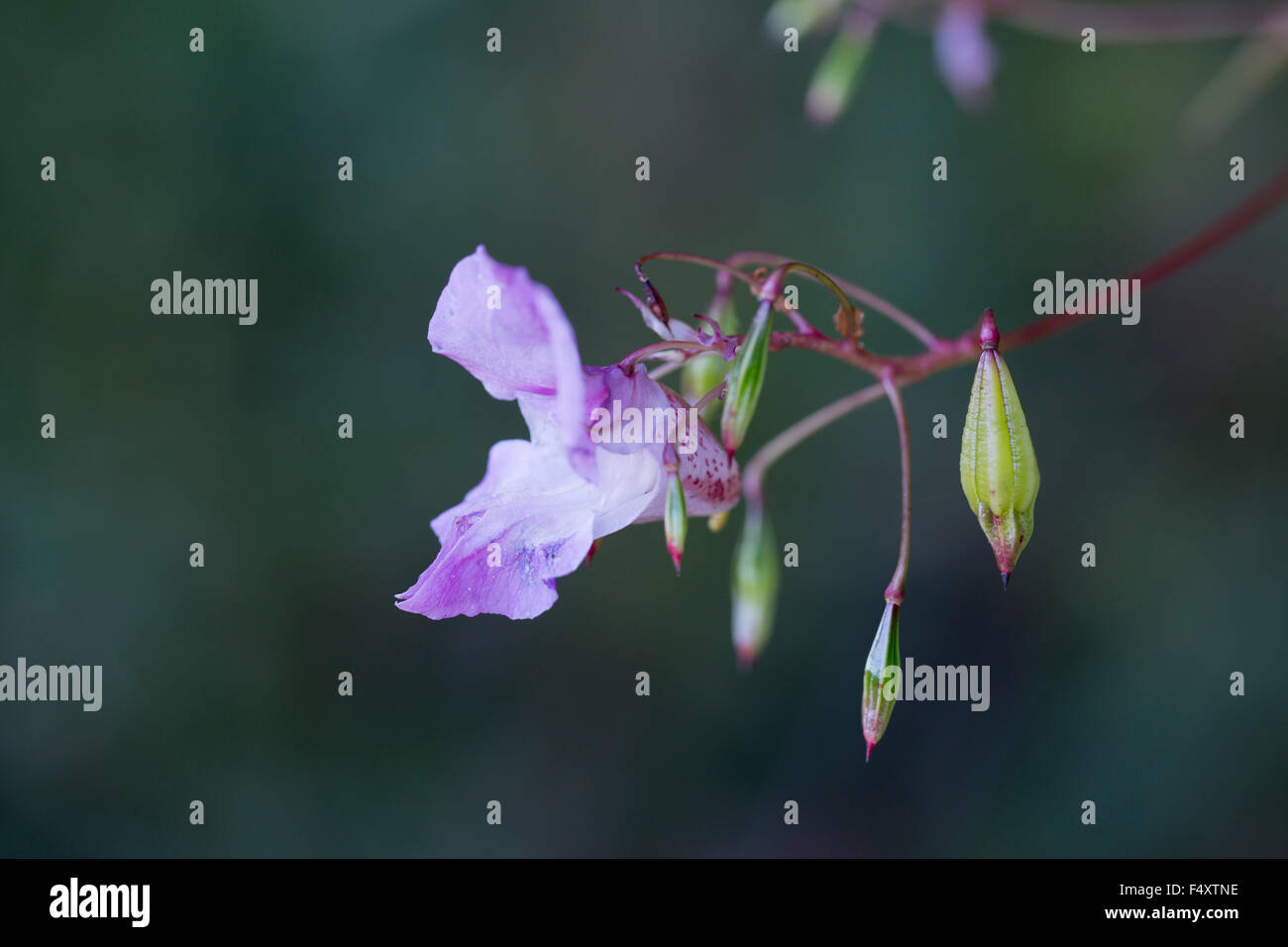 Balsamo himalayano; Impatiens balsamifera seme head e fiore; Cornovaglia; Regno Unito Foto Stock