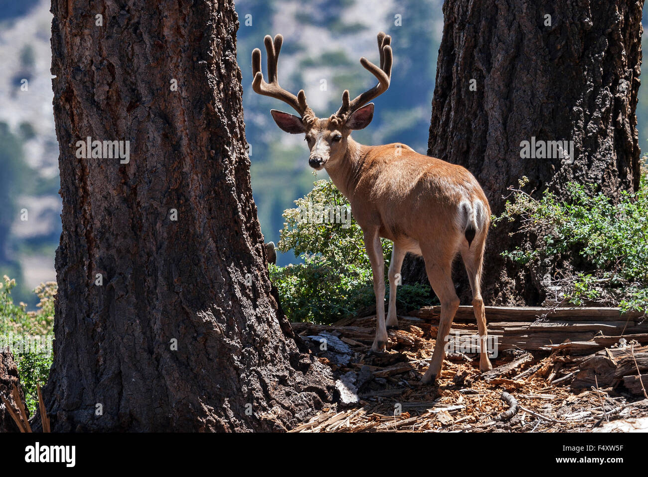 Mule Deer (Odocoileus hemionus), maschio, Sentinel Dome, Yosemite National Park, California, Stati Uniti d'America Foto Stock