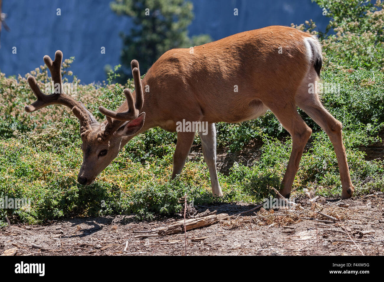 Mule Deer (Odocoileus hemionus), maschio, mangiare, Sentinel Dome, Yosemite National Park, California, Stati Uniti d'America Foto Stock