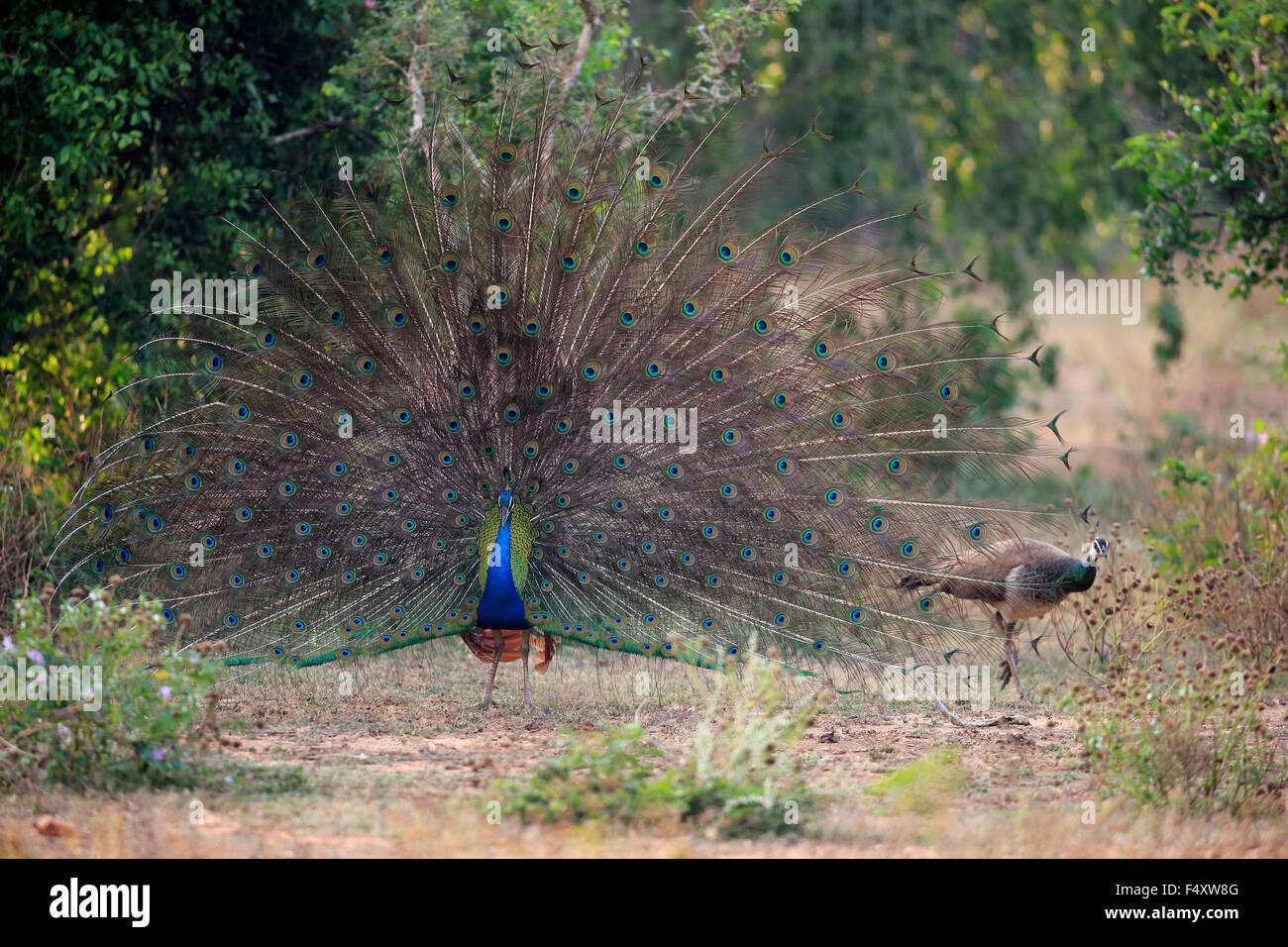 Peafowl indiano o peafowl blu (Pavo cristatus), Adulto peacock diffusione di piume, di corteggiamento, giovane, peahen Foto Stock