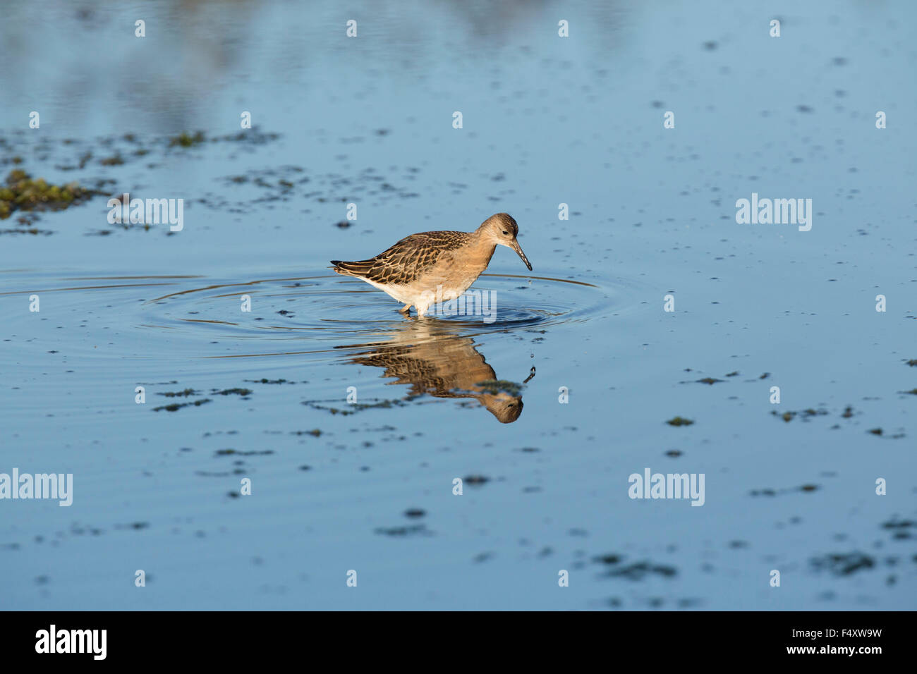 Ruff; Philomachus pugnax singolo adulto; Isole Scilly; Regno Unito Foto Stock