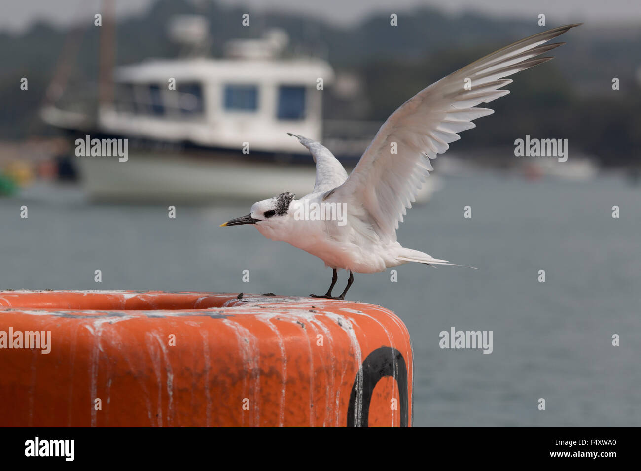 Sandwich Tern; Sterna sandvichensis singolo adulto; Cornovaglia; Regno Unito Foto Stock