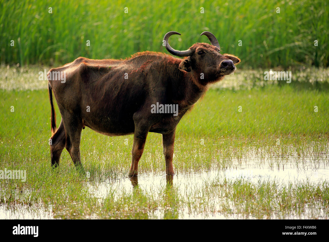 Bufalo d'acqua (Bubalis bubalis), femmina adulta, in piedi in acqua poco profonda, Bundala National Park, Sri Lanka Foto Stock