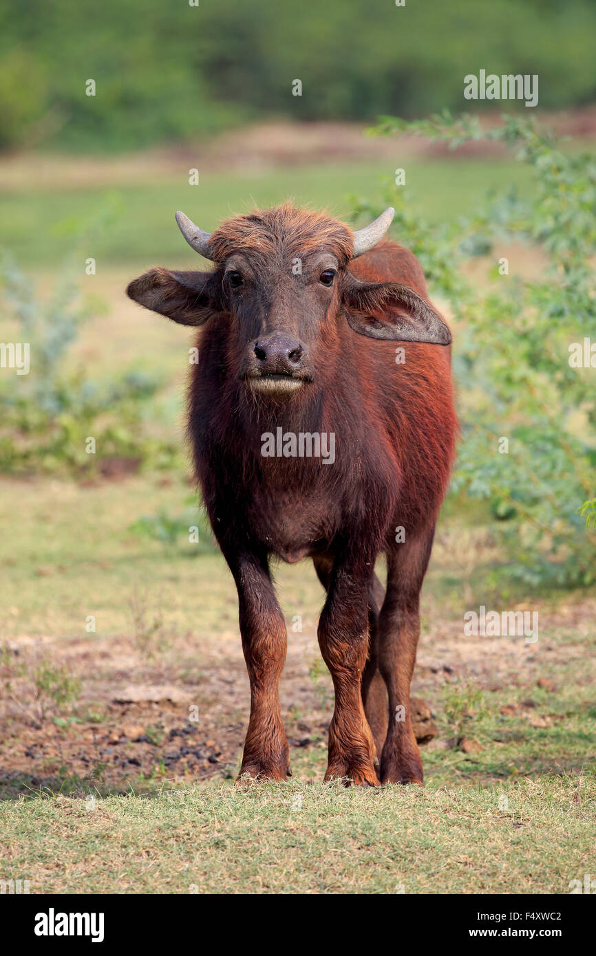 Bufalo d'acqua (Bubalis bubalis) di vitello, Bundala National Park, Sri Lanka Foto Stock