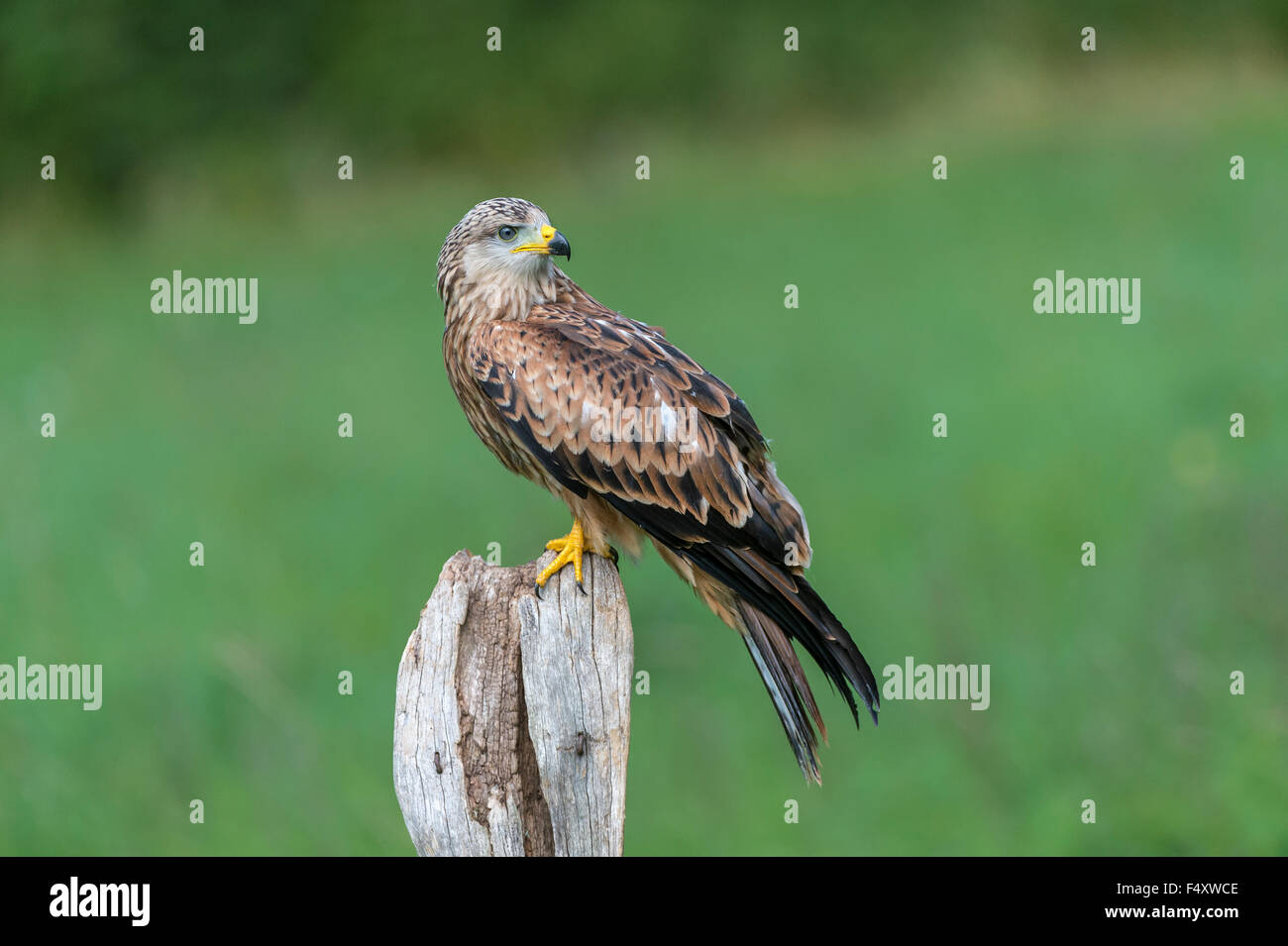 Nibbio reale (Milvus milvus), captive, seduto su un post, Eifel, Germania Foto Stock