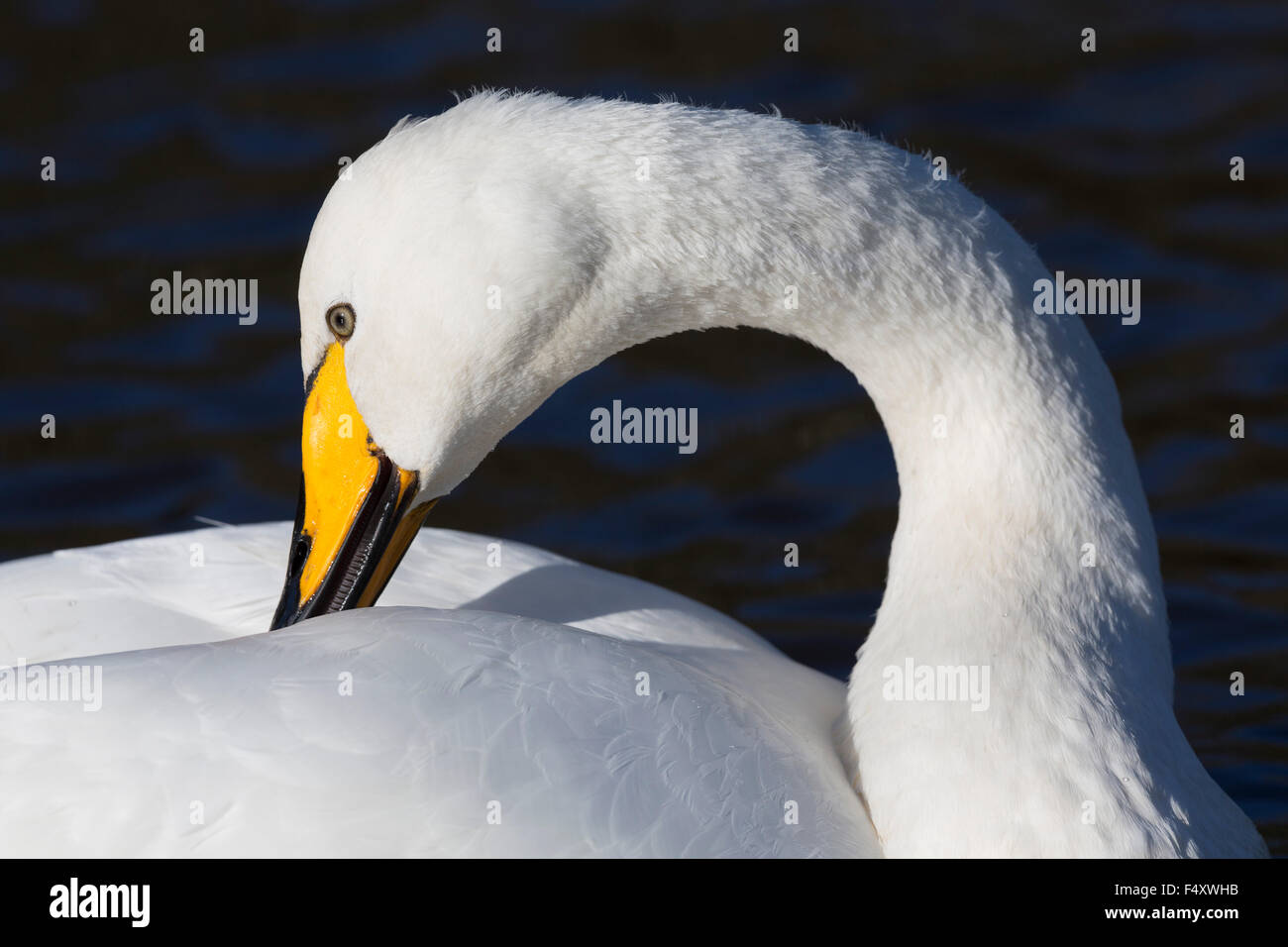 Whooper Swan; Cygnus cygnus singolo su Helston in barca il lago; Cornovaglia; Regno Unito Foto Stock