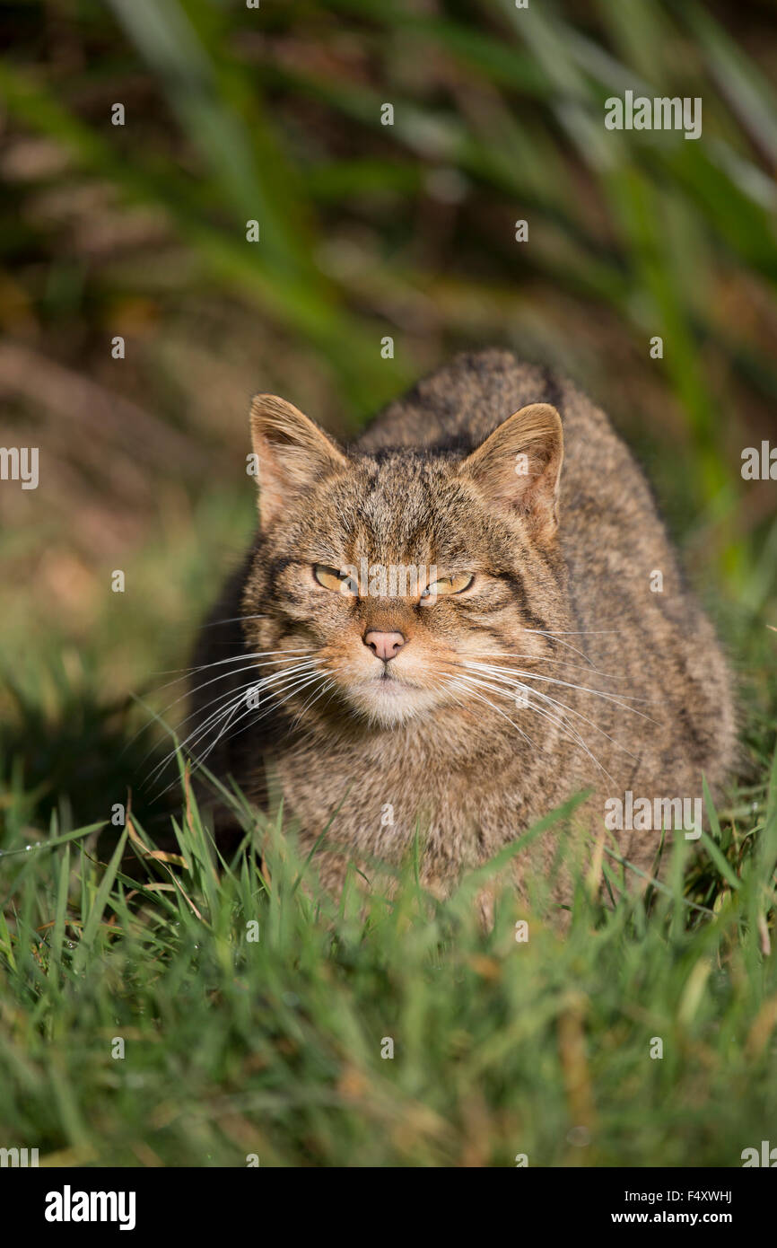 Wildcat; Felix sylvestris singolo; Regno Unito Foto Stock