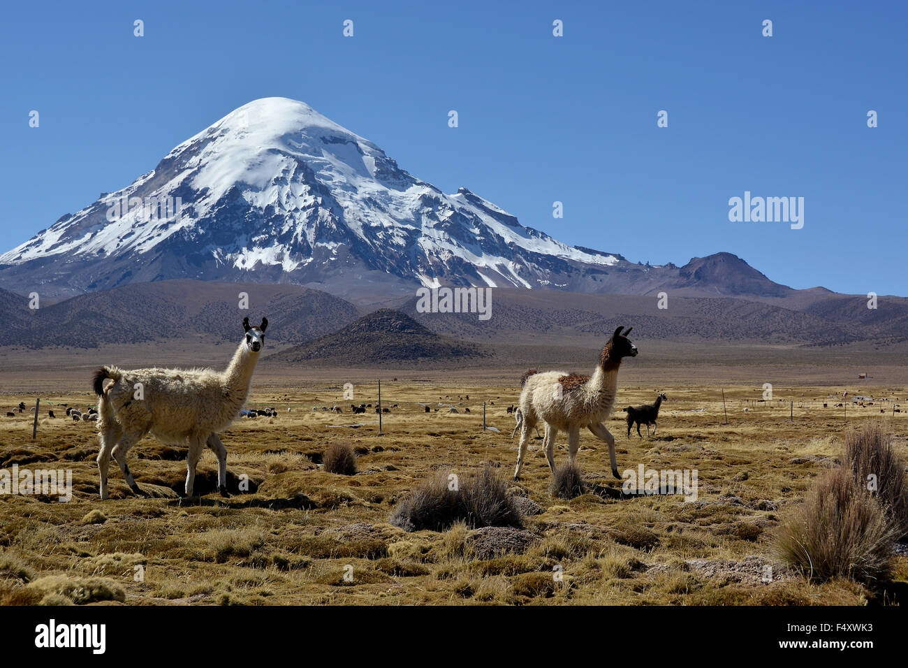 Llama (lama glama) nella parte anteriore del Nevado Sajama vulcano, Sajama  Parco Nazionale, Bolivia Foto stock - Alamy