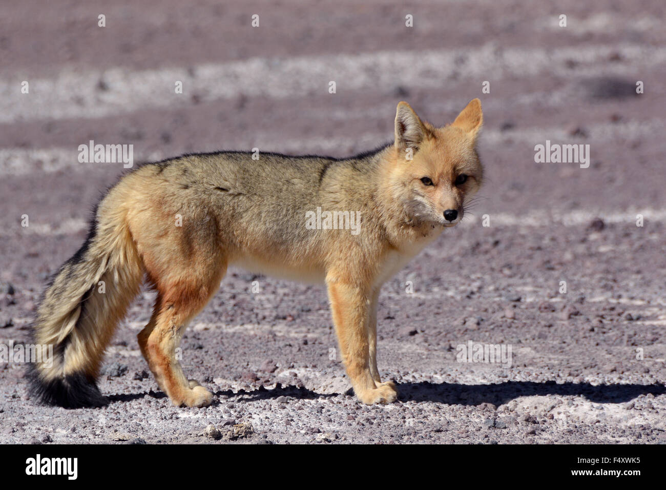 Culpeo o fox andina (lycalopex culpaeus), altiplano, Bolivia Foto Stock