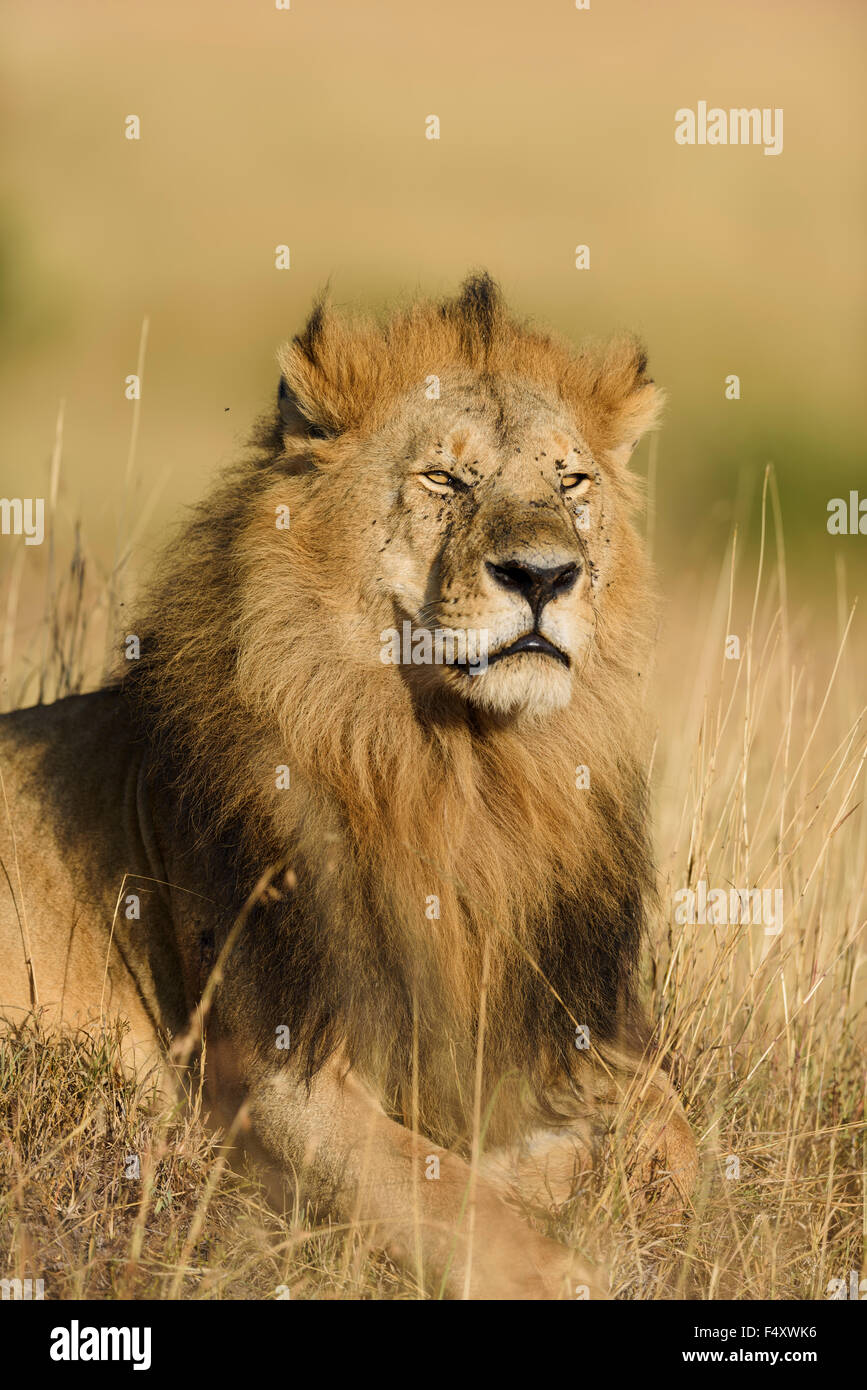 Ritratto, Lion (Panthera leo), maschio giacente in erba, Masai Mara, Narok County, Kenya Foto Stock