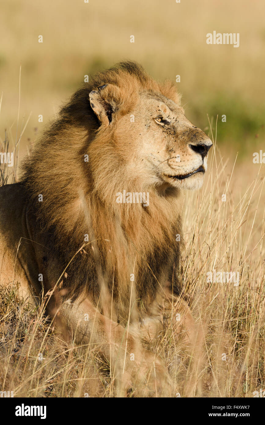 Ritratto, Lion (Panthera leo), maschio giacente in erba, Masai Mara, Narok County, Kenya Foto Stock
