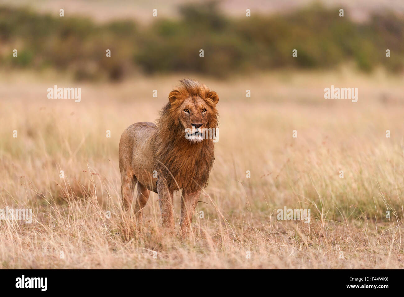 Leone maschio (Panthera leo) nella luce del mattino, il Masai Mara, Narok County, Kenya Foto Stock
