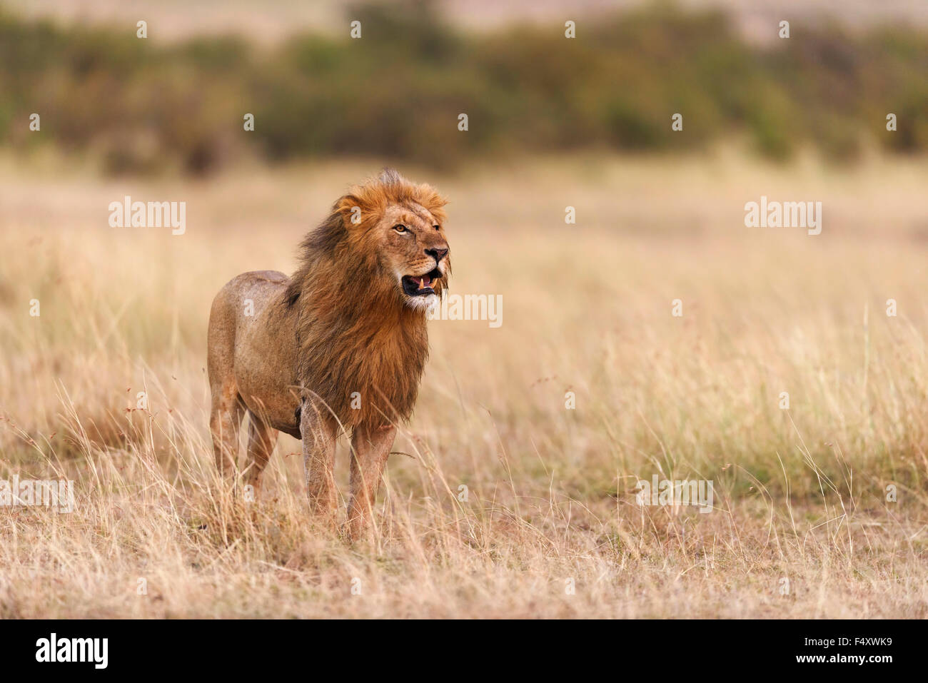 Leone maschio (Panthera leo) nella luce del mattino, il Masai Mara, Narok County, Kenya Foto Stock
