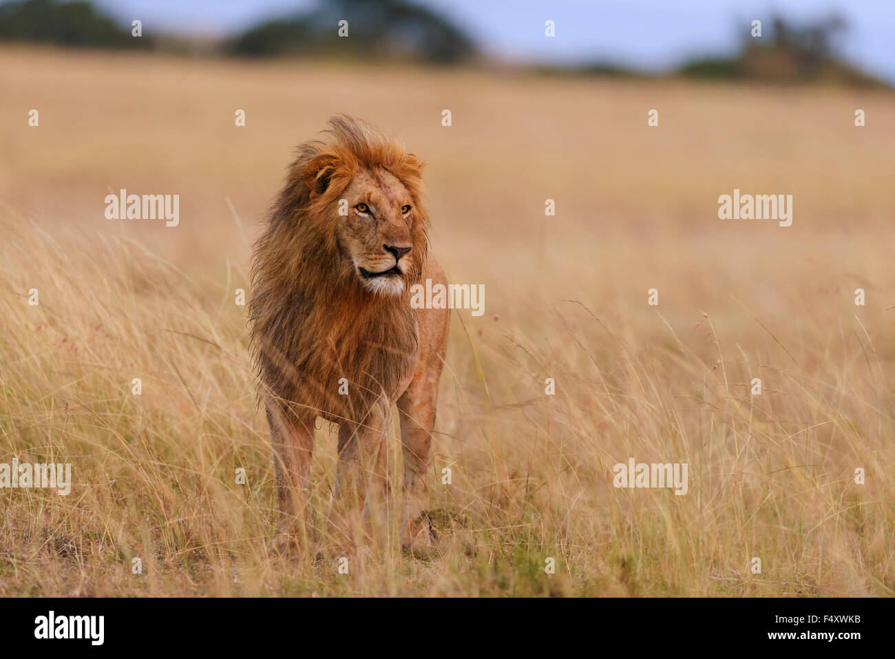 Leone maschio (Panthera leo) nella luce del mattino, il Masai Mara, Narok County, Kenya Foto Stock