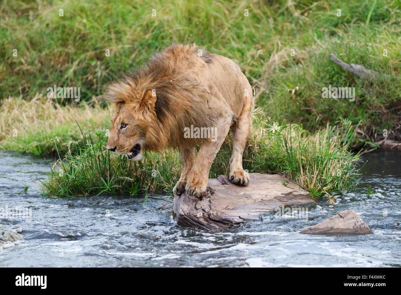 Lion (Panthera leo), maschio riverbank, il Masai Mara, Narok County, Kenya Foto Stock